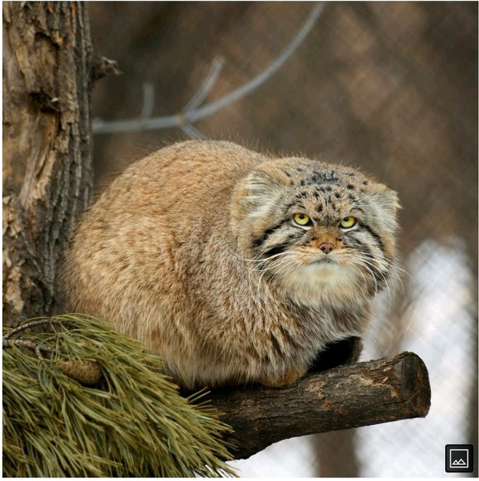 #HappyCaturday #manul https://t.co/KzpKNXgyDm<a href="/tag/happycaturday"class="tags">#HappyCaturday</a><a href="/tag/manul"class="tags">#manul</a>