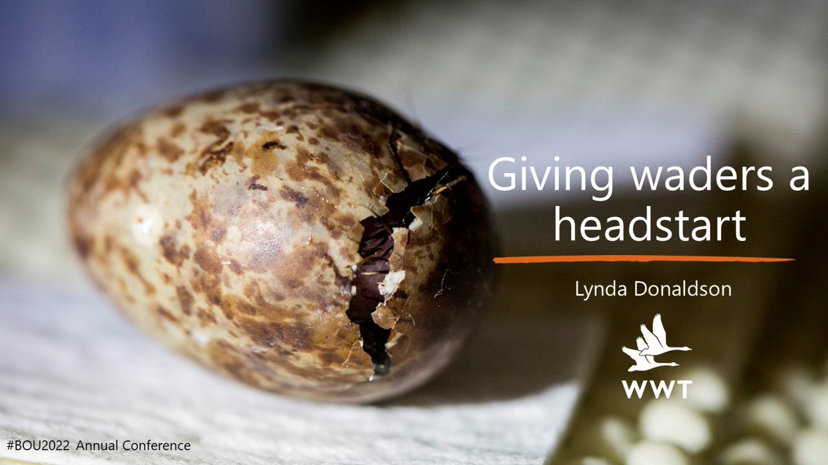 1/21 #BOU2022 #Sesh5

To kick-off the #conservation session, during this keynote I will discuss headstarting waders - the work of many people over many years! This tool involves direct action at the early life stage to help #wader populations in trouble

#ornithology #shorebirds