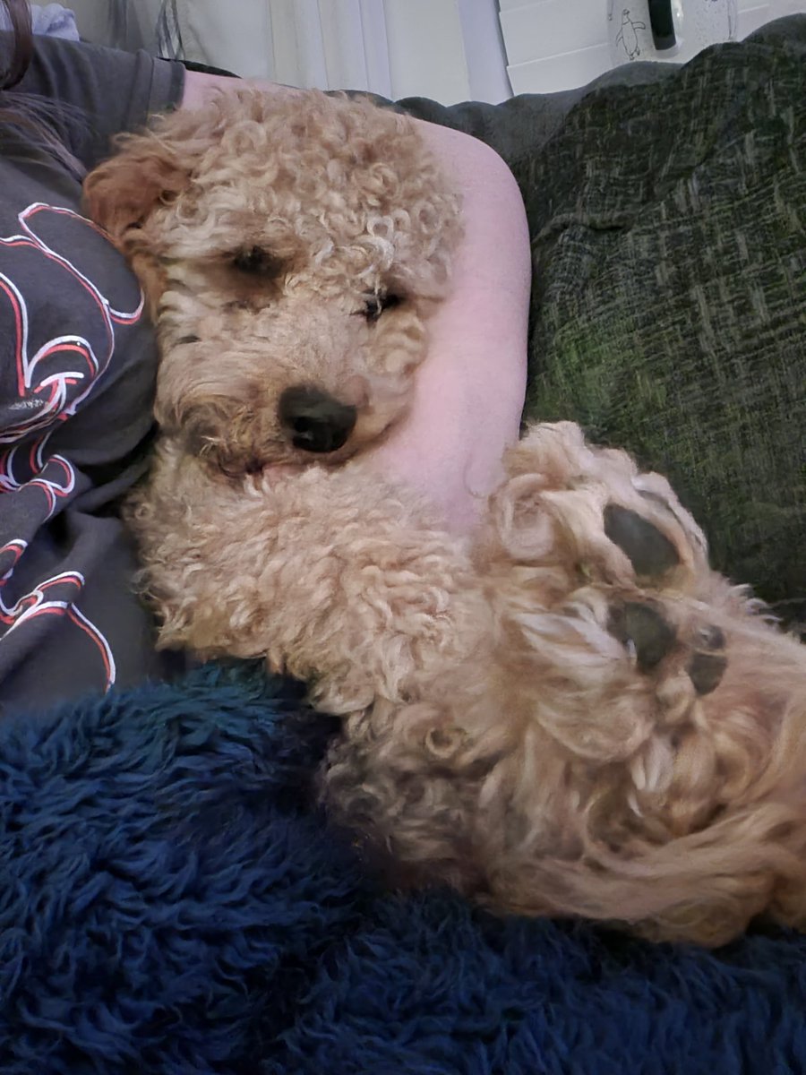 Marieee2912's tweet photo. Cuddles https://t.co/huvOTS31Lh