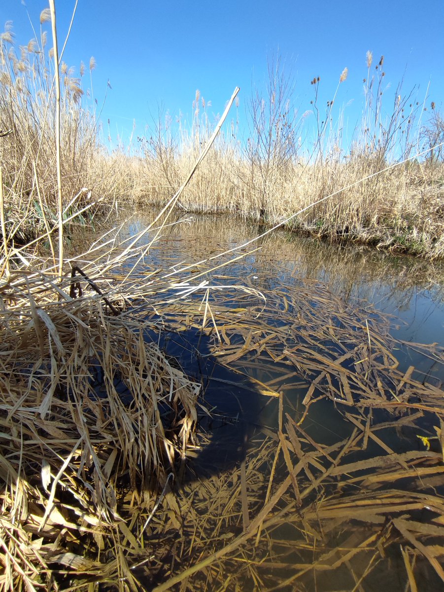 Kalipster's tweet photo. Finally some fieldwork, let's see what #phytobenthos #eDNA can tell us about these rivers. 🏞️🧬 https://t.co/wqdbu6wI4c