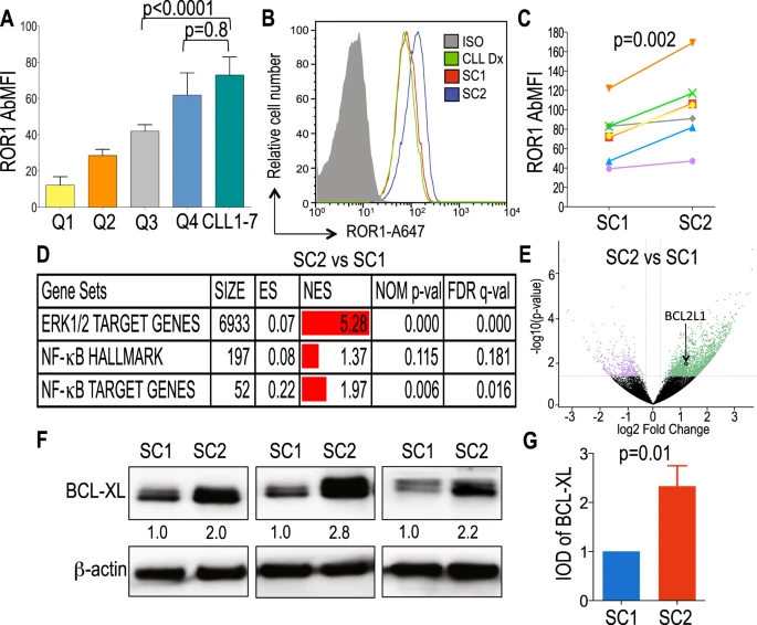 mtmdphd's tweet photo. High expression of ROR1 &amp; ROR1-signaling assoc w/ venetoclax resistance in chronic lymphocytic leukemia [Apr 13, 2022] Ghia et al.@LeukemiaJnl https://t.co/CZf8cHMA0Z #CLLsm #leusm #ROR1 Wnt5a-induced ROR1-signaling  can enhance resistance to venetoclax therapy HT @DrRaulCordoba https://t.co/OP6NUDJta2
