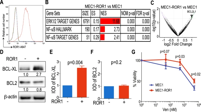 mtmdphd's tweet photo. High expression of ROR1 &amp; ROR1-signaling assoc w/ venetoclax resistance in chronic lymphocytic leukemia [Apr 13, 2022] Ghia et al.@LeukemiaJnl https://t.co/CZf8cHMA0Z #CLLsm #leusm #ROR1 Wnt5a-induced ROR1-signaling  can enhance resistance to venetoclax therapy HT @DrRaulCordoba https://t.co/OP6NUDJta2