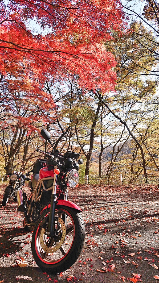 VTR250_typeLD's tweet photo. 名前:きゅう
世代:昭和
住み:埼玉
車種:#VTR250 type LD
好き:植物🌻 アクア🐠 ニャンコ🐾

【バイク垢です】
基本的にバイク関連のツイをしている方をフォローしています。
バイクとは無関係なツイやRT、引用＆短文の多い方等、『合わないかな』と感じた方はフォローできませんし、リムることも…🙇💦 https://t.co/Vr7lzWipBD