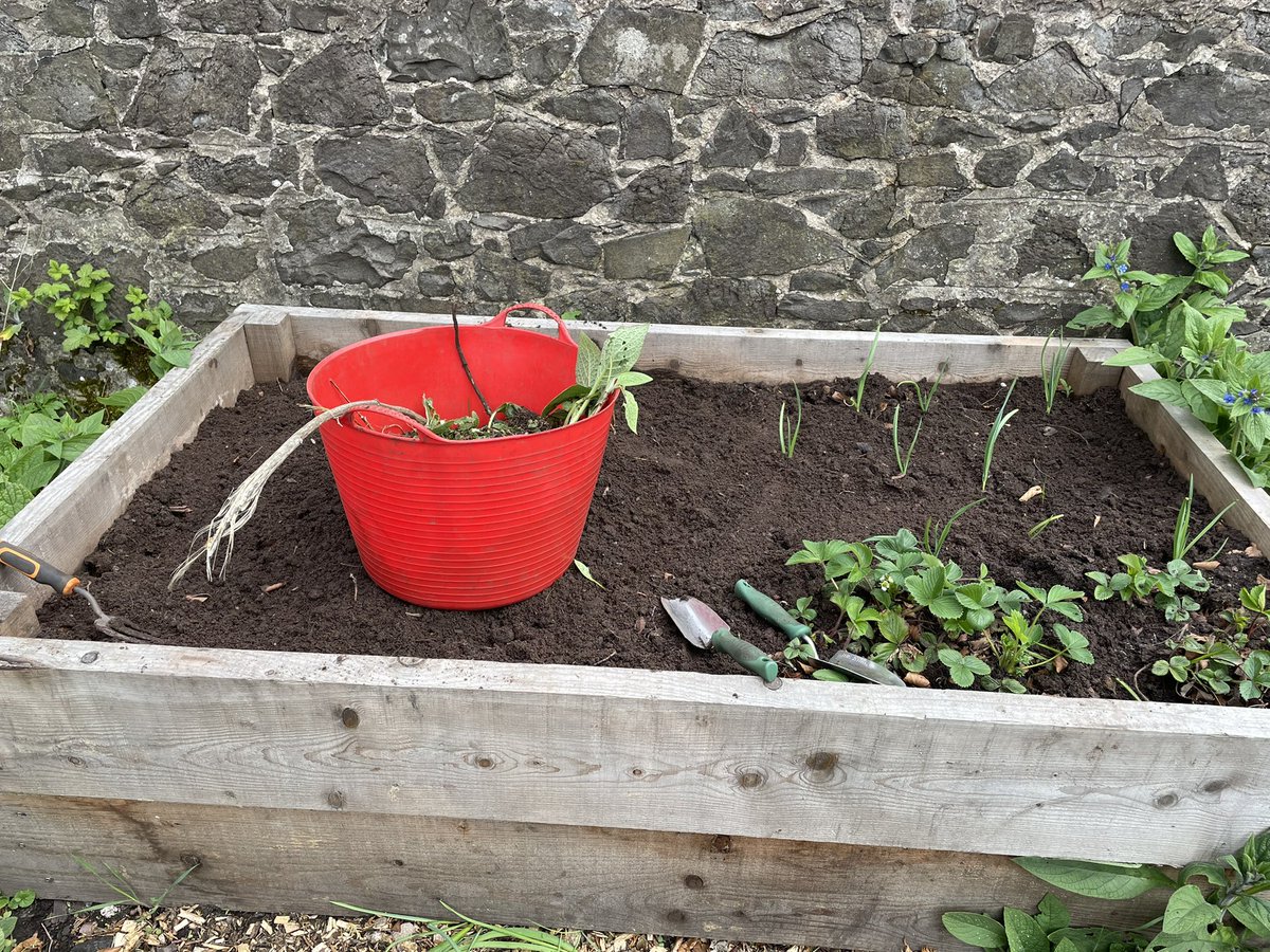 Spring is definitely in the garden today. Primroses, forget me nots and plenty unwelcome weeds too!  Cleared space for the last of our #ccaf funded raised beds and weeded the old beds. Getting ready for a new season of growing.