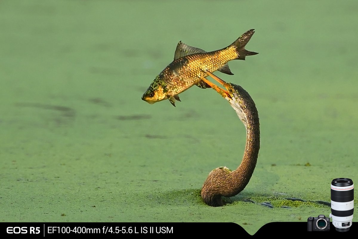 Canon_India's tweet photo. A fine bite with a beak. 
#CapturedOnCanon by our #EOSMaestro Tejas Soni @tejassoni09.

Camera: Canon EOS R5
Lens: Canon EF 100-400mm f/4.5-5.6L IS II USM

#CanonPhotography https://t.co/EZMqxyNCGc