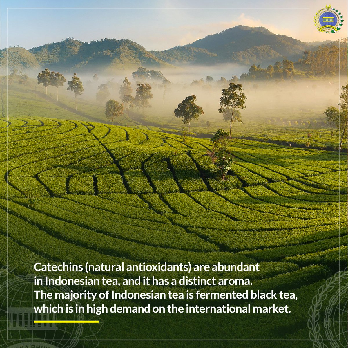 INAinAmman's tweet photo. Rich in catechins and has a distinct flavorful aroma, Indonesian tea has been exported to 62 countries. Can you find Indonesian tea products in Jordan?

#IniDiplomasi #IndonesianTea #IndonesianExport https://t.co/tp2CyeL07z