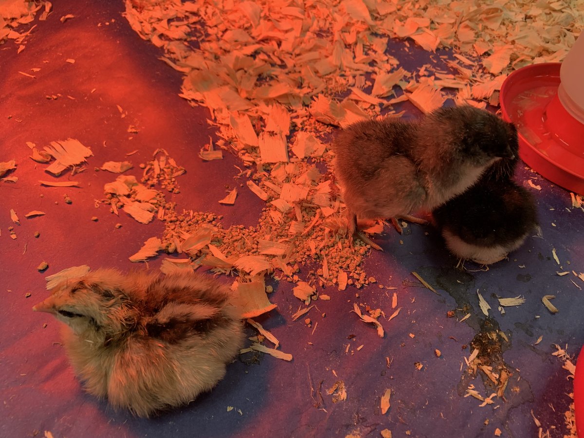 APonderLibrary's tweet image. Meet Lemon, Hashbrown, and Saber, our newest additions to the Ponder family. #MisdLibLove