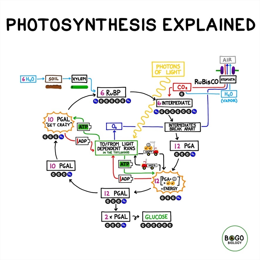 BOGObiology tweet media