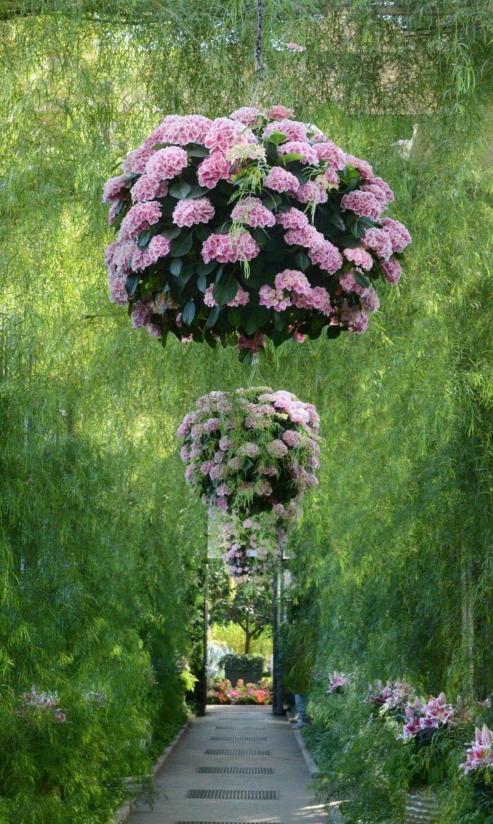longwoodgardens's tweet photo. Our Conservatory is bursting with 🌸 spring blooms 🌸 including a brilliant spectrum of hydrangea around almost every corner. Don’t forget to look up!

#SpringBlooms #hydrangea https://t.co/Om9x9bJ7U8