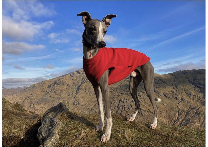 cecilia_stamp's tweet photo. Glasgow southsiders - please look out for Echo if you are in or around Pollock Park. He’s gone missing. If you spot him or can grab his collar please get in touch - he belongs to my sister in law. Please share! https://t.co/fH4jiouLRk