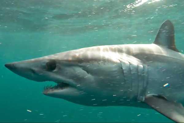 OutdoorsAlexa's tweet photo. NOAA Fisheries proposes rule to establish a flexible shortfin #mako #shark retention limit with a default limit of 0 in commercial and recreational highly migratory species (HMS) #fisheries. https://t.co/HcaAurjnf3 #marinebiology #fishingwire https://t.co/A5utUsVnhp