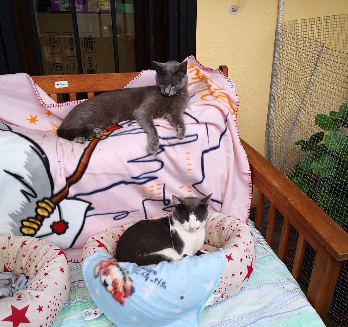 SuperErmy's tweet photo. Due dei tanti.
#Grey e #Batuffolo 💞
#Gatti
#CatsOfTwitter https://t.co/PIg1lUle6Y