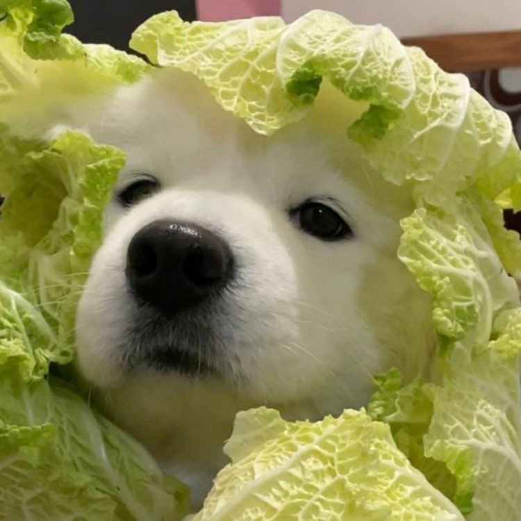 puppynonojung's tweet photo. แม่คับ แม่ทำแบบนี้ทำไม https://t.co/fsLOea0ZTd