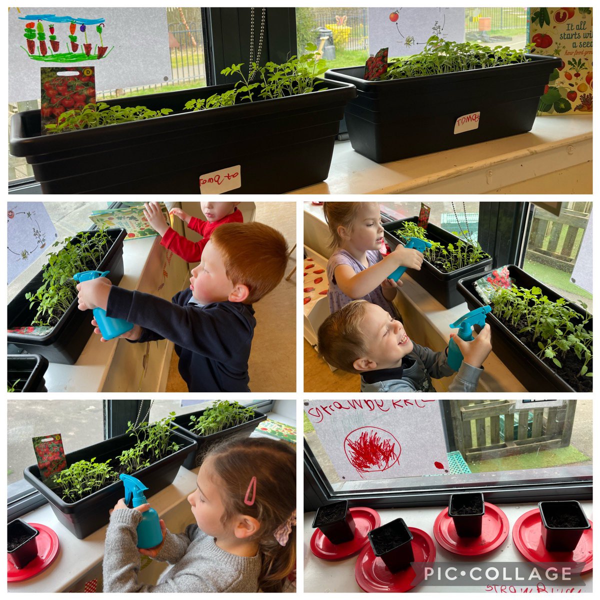 Look at these fantastic helpers watering our plants in the dining area before having their lunch today 🍓🍎 #responsiblerosie