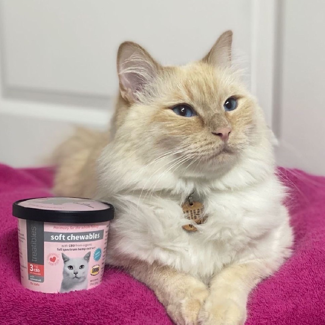 petz 4 ragdoll cat petz 4 ragdoll cat