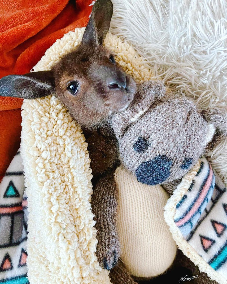 Rivah and her teddy say hello and hope everyone is having a wonderful day/night! 🦘💚🙌

If you'd like to learn more about us and how you can help, click the link in our bio! 👆

#Kangaroo #wildlife #animalrescue