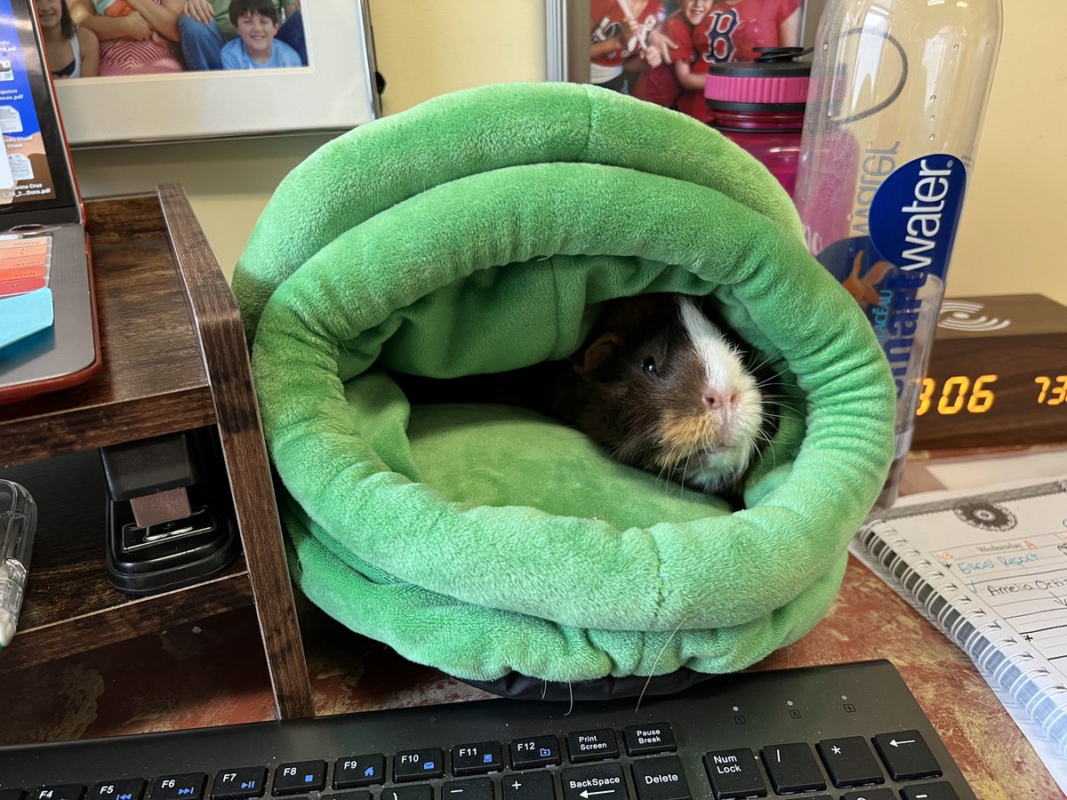 MrsVtheSLP's tweet photo. Have a little helper at work today! We are taking a test run with therapy piggies. @Hannahschooners https://t.co/dFkj5OMCJD