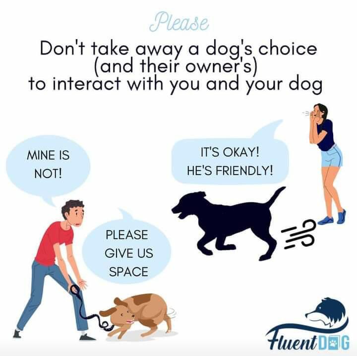 DrEllenKinzl's tweet photo. Good advice: If someone is asking you and your dog to give them and their dog some space, respect their request. It's safer for everyone!
.
.
#dogs #torontodogs #dogsonleashes #training https://t.co/9XcaEeJEZ9