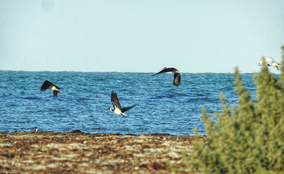 irinsultanamit1's tweet photo. It always inspires me to dig into more about #waders when I observe them and their activity on the coasts. This time I saw a couple of new and rare #waderspecies on the coast of #borderofvictoria & #SouthAustralia.
#discoverybay #yambuk #dangerpoint #brownbay #ramsarsite #IBA https://t.co/rceEJSNs7N