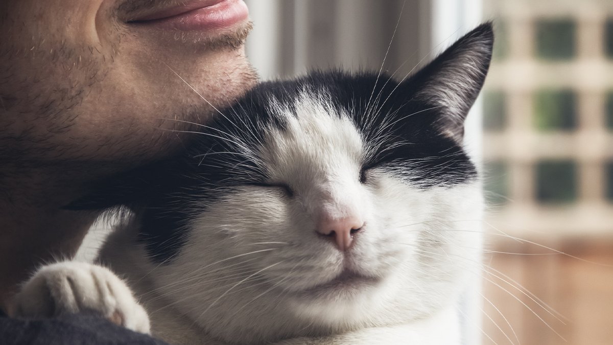 Help us #SendSurvivorsHome by supporting the CARE Act! The CARE Act will help ensure that the survivors of the more than 200,0000 animals used in experiments in the US are placed into loving homes following their use by the NIH. Contact your rep. today: bit.ly/3xoCbcA