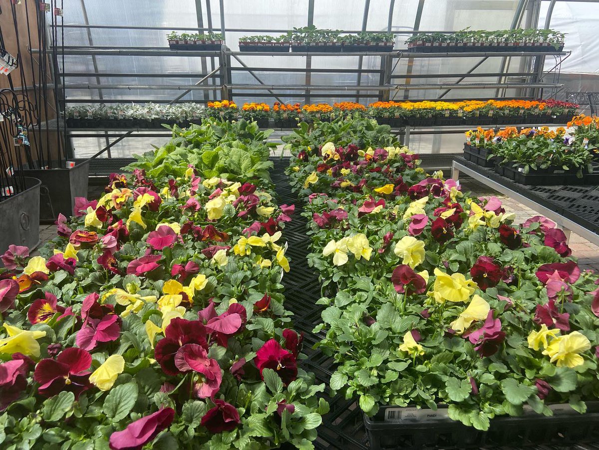 EdsGardenCenter's tweet photo. Well color me Spring!
#gardencenter #springgardening #popsofcolor #flowersmaketheworldbrighter https://t.co/3JYWRYPgoM