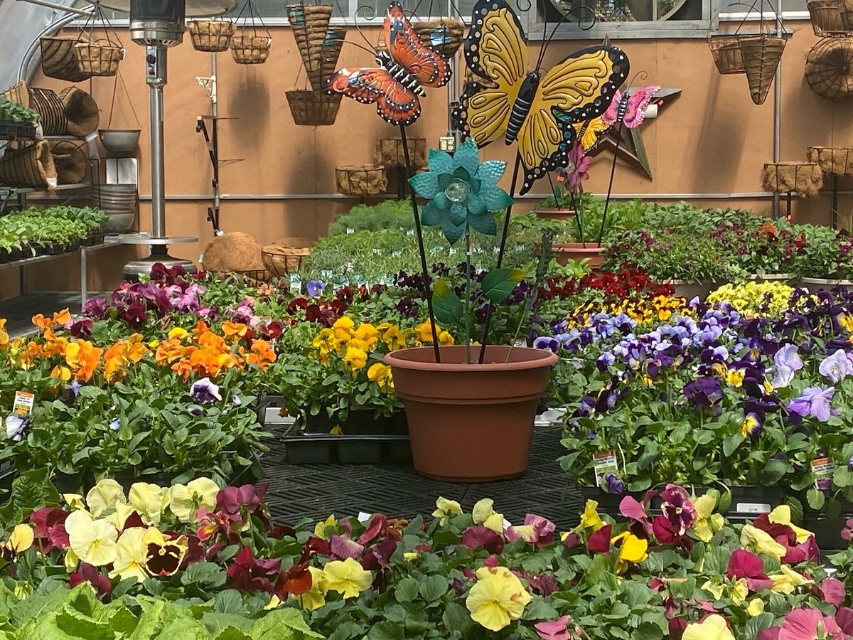 EdsGardenCenter's tweet photo. Well color me Spring!
#gardencenter #springgardening #popsofcolor #flowersmaketheworldbrighter https://t.co/3JYWRYPgoM