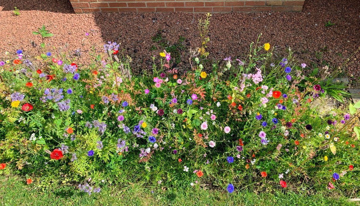 JSpirit_NHS's tweet photo. @worddoodles_EP On the subject of gardens and joy @worddoodles_EP  - last spring I created a tiny wildflower 'meadow' in the garden. Easy to do. Highly recommend. https://t.co/372fT8sHfk