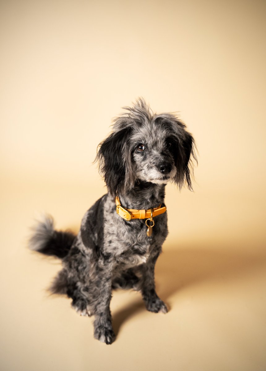 visuallineltd's tweet photo. The saying "never work with animals" definitely didn't apply today with our studio shoot with @TheStatelyHound!

Jeanie, the famous collie-poodle, was incredibly talented and made it easy filming Stately Hound's luxury leather collars, made in England 🎥🐺 https://t.co/66C2YYTx6W
