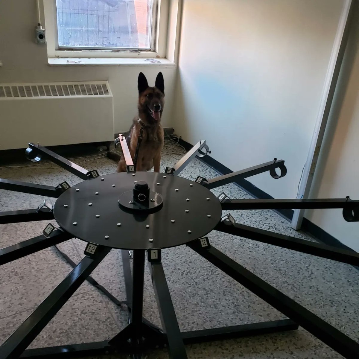 k9_london's tweet photo. This week, PSD Kylo, PSD Cooper, PSD Koda &amp; PSD Carl attended Orillia to get in some explosive detection work.  Thanks to the OPP Canine Unit for hosting us #k9unit #londonpolicek9 #londonpoliceservice #thenoseknows #k9ltw #bombdogs #opp #workingdogs https://t.co/oNYxeEcWUe