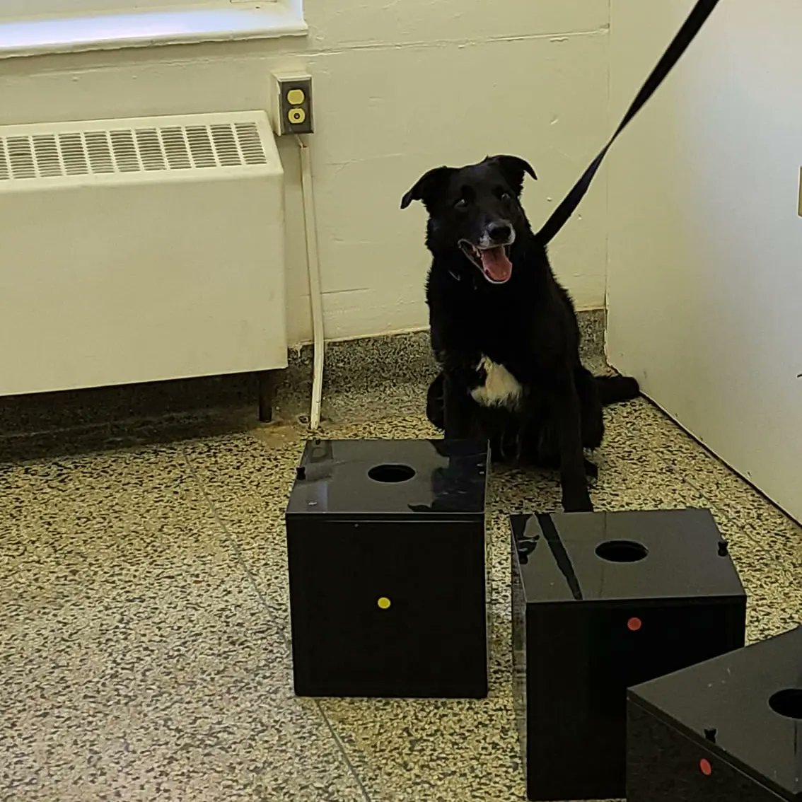 k9_london's tweet photo. This week, PSD Kylo, PSD Cooper, PSD Koda &amp; PSD Carl attended Orillia to get in some explosive detection work.  Thanks to the OPP Canine Unit for hosting us #k9unit #londonpolicek9 #londonpoliceservice #thenoseknows #k9ltw #bombdogs #opp #workingdogs https://t.co/oNYxeEcWUe