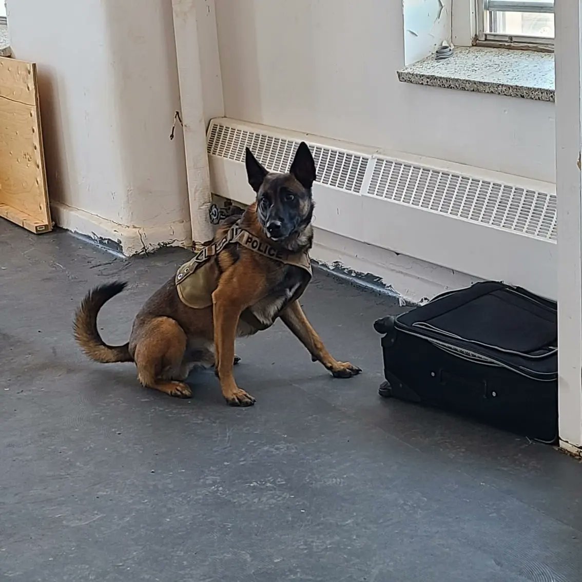 k9_london's tweet photo. This week, PSD Kylo, PSD Cooper, PSD Koda &amp; PSD Carl attended Orillia to get in some explosive detection work.  Thanks to the OPP Canine Unit for hosting us #k9unit #londonpolicek9 #londonpoliceservice #thenoseknows #k9ltw #bombdogs #opp #workingdogs https://t.co/oNYxeEcWUe