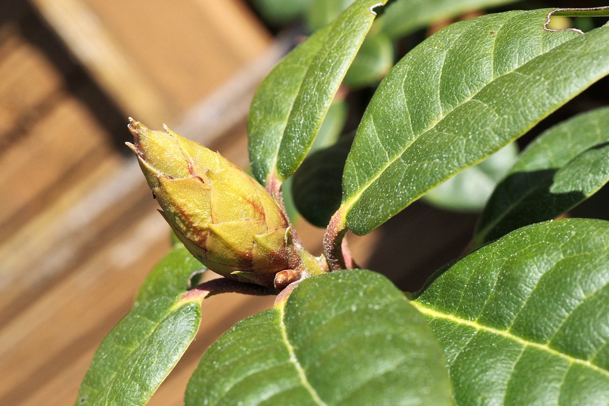 foto_ihlow's tweet photo. Es fehlt noch ein wenig Sonne.    Foto: Pluim  #photos #fotografia #fotografie #ostfrieslandfotos #heimat @Ostfriesland_px  #picture #PictureOfTheDay   #plants #Flowers     link:  https://t.co/UOdwXc6zCy https://t.co/F3jjQwrIfF