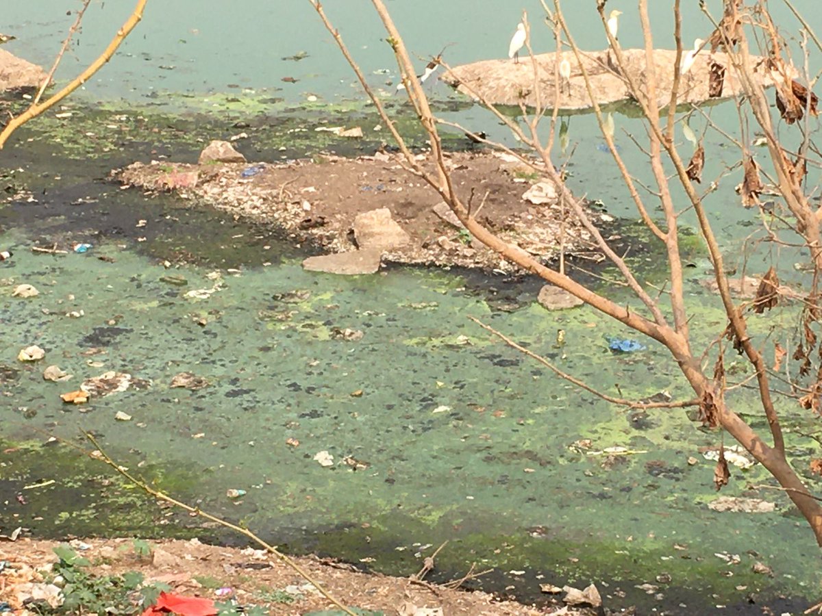 sselvan's tweet photo. Condition of Yerrakunta lake, Maruthi Nagar, Shaikpet 

Suffering a lot due to suffocating foul smell in the early morning

#CancerInDiningTable #SaveLakes #WaterPollution

Requesting @SELakesGHMC @GadwalvijayaTRS @GHMCOnline @ZC_SLP @DC_Serilingmply @arvindkumar_ias @KTRTRS https://t.co/U54DVOMSUL