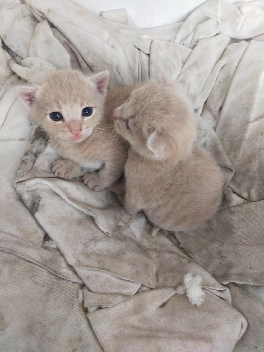 Sahiplenmek isteyen varsa yazsın