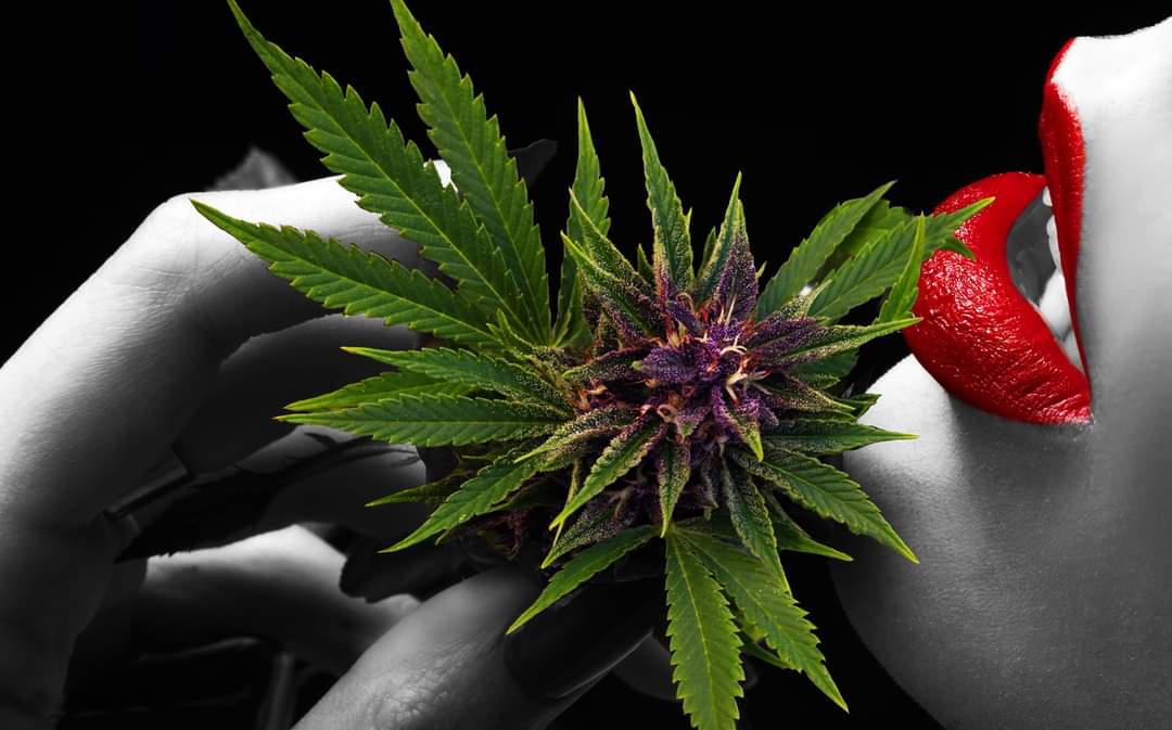 HeyeAF's tweet photo. Gm with some Sweet romance for our thirsty Thursday. Missing my favorite lady MaryJane @LittleBonersNFT 

#HeyeAF #goodmorning #HappyThursday #420community #weed #women #art #nft https://t.co/unlWi5Xf0L