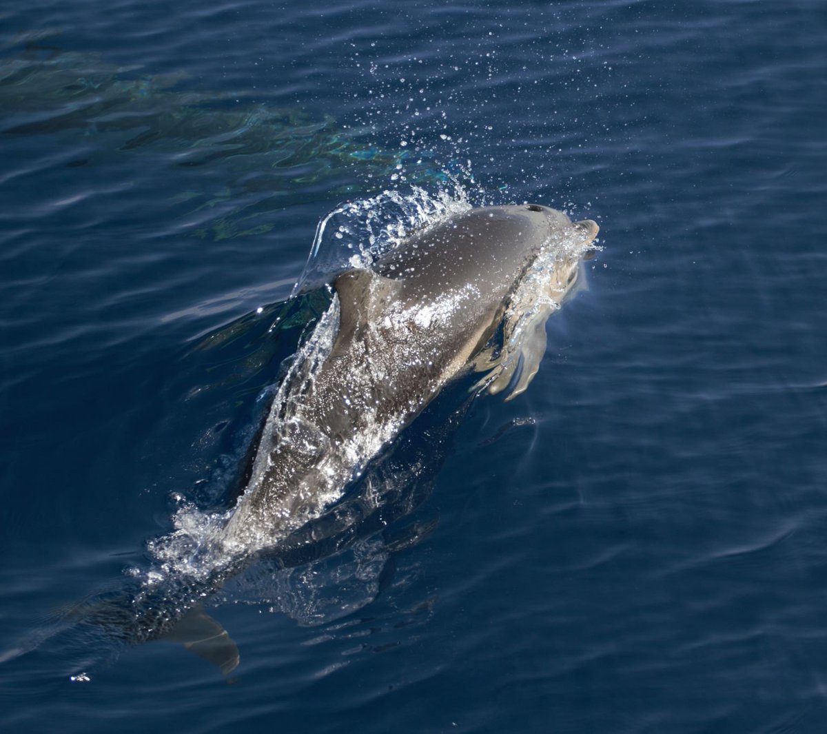 WWFitalia's tweet photo. Oggi è #WorldDolphinDay la Giornata mondiale dei #delfini
Nel Mar #Mediterraneo, a dispetto del nome, il #delfino comune è sempre più raro. Per proteggerlo dobbiamo proteggere la sua casa, il Santuario #Pelagos, dall'inquinamento del #mare e da quello acustico
(foto L.Pintore) https://t.co/7vvLaM48kL