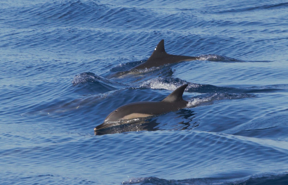 Oggi è #WorldDolphinDay la Giornata mondiale dei #delfini
Nel Mar #Mediterraneo, a dispetto del nome, il #delfino comune è sempre più raro. Per proteggerlo dobbiamo proteggere la sua casa, il Santuario #Pelagos, dall'inquinamento del #mare e da quello acustico
(foto L.Pintore)