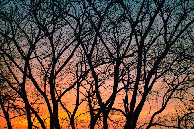 これはただの「好き」の話なのですが、夕陽×葉のない木の組み合わせがとても好きです 