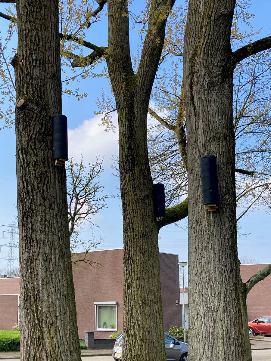 Vandaag zijn er door <a href="/VivaraPro/">Vivara Pro NL</a> 18 vleermuiskasten geplaatst aan de bomen rondom de kerk in Landgraaf.

#vleermuis #vleermuiskasten #boomkasten