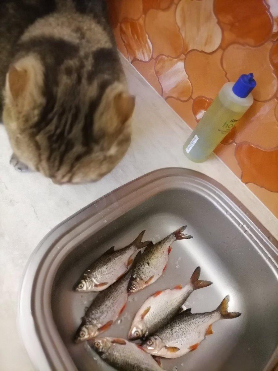 Вот думаем,как приготовить? 🤔