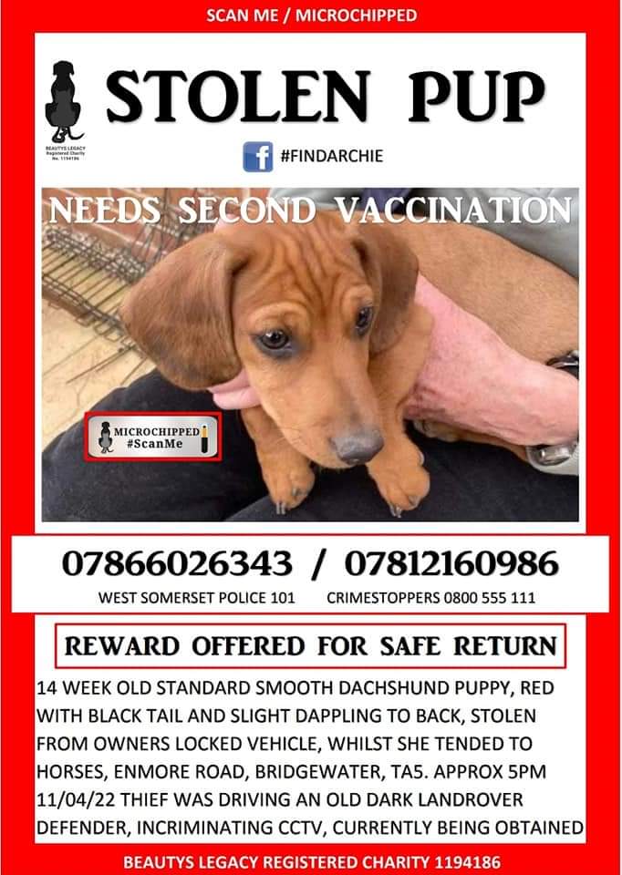 joannew0112's tweet photo. ‼️URGENT‼️#FindArchie #stolen #Enmore #Bridgewater TA5 just 14 WKS old NOT HAD 2ND JAB‼️
 in crate in his mums locked vehicle while she tended to horses in the field adjacent. taken in dark old Land Rover Defender, headed #Andersfield cctv being checked https://t.co/bxFsxqRk7c https://t.co/yRZhIPjlAs