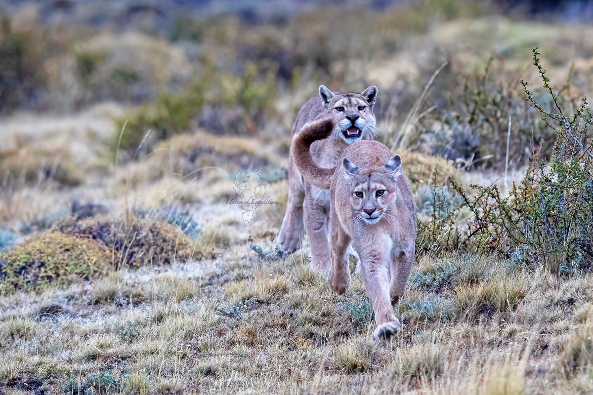 Following the leader!

Untamed Pumas of Patagonia Expedition
untamed-expeditions.com

©️ Untamed Expeditions/Naun Amable

#untamedexpeditions #pumasofpatagonia #visitchile #explorepatagonia #pumaconcolor #wildlifephotography #twitternaturecommunity #BBCWildlifePOTD @ThePhotoHour