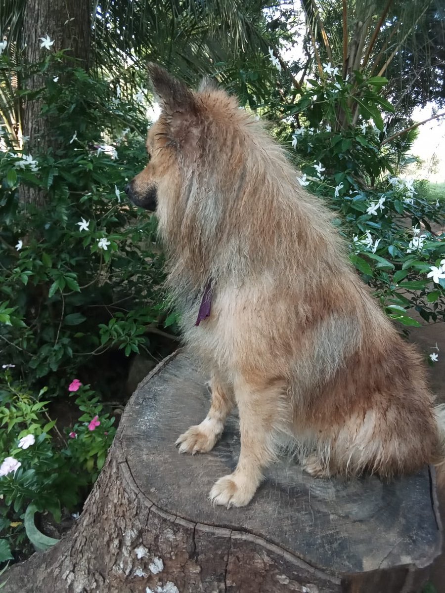 bindu_dog's tweet photo. Yes. It's me. Not weight lossed. Just took a bath. 
40% of me is my fluff. https://t.co/IWfX8sbNv0