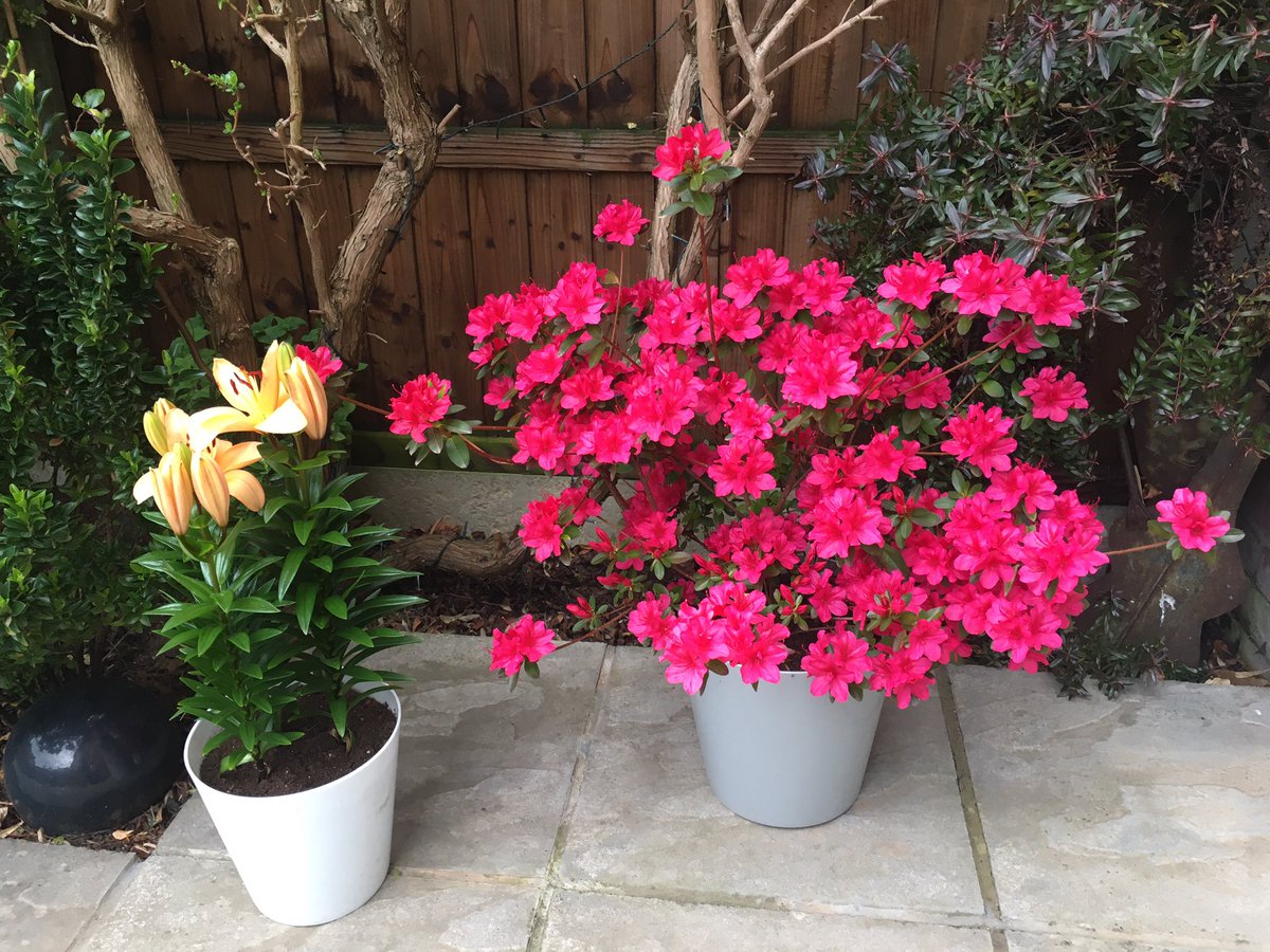 debswhomes's tweet photo. Just wanted to share my #azaelea #springblooms #pink #citygarden https://t.co/4iAj7HU2Br