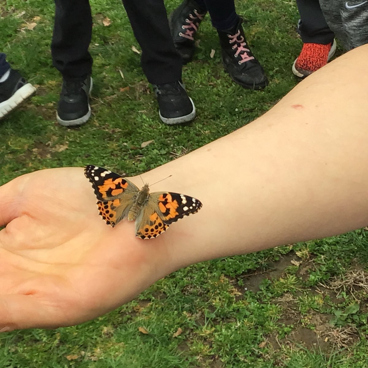 feshingham's tweet image. Mrs. Rapson's Kindergarten class had a special visitor today. The K students enjoyed the butterfly release!