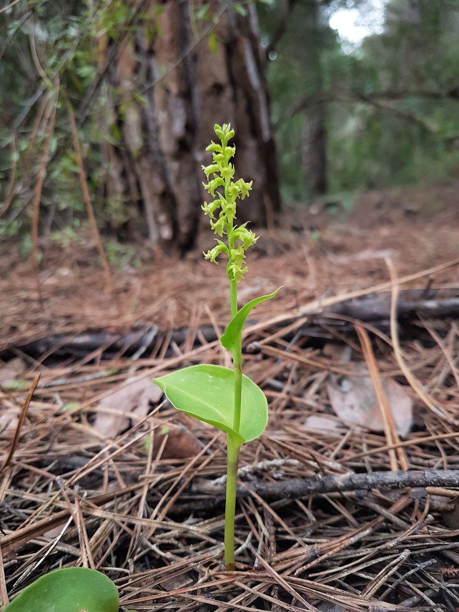 Finally got round to downloading my pics from Spain last month. We found some top plants including this special one - Gennaria diphylla. A lovely little orchid famously common in the steamy laurel forests of the Canaries - it also has a penchant for Western Med pine woods.👌