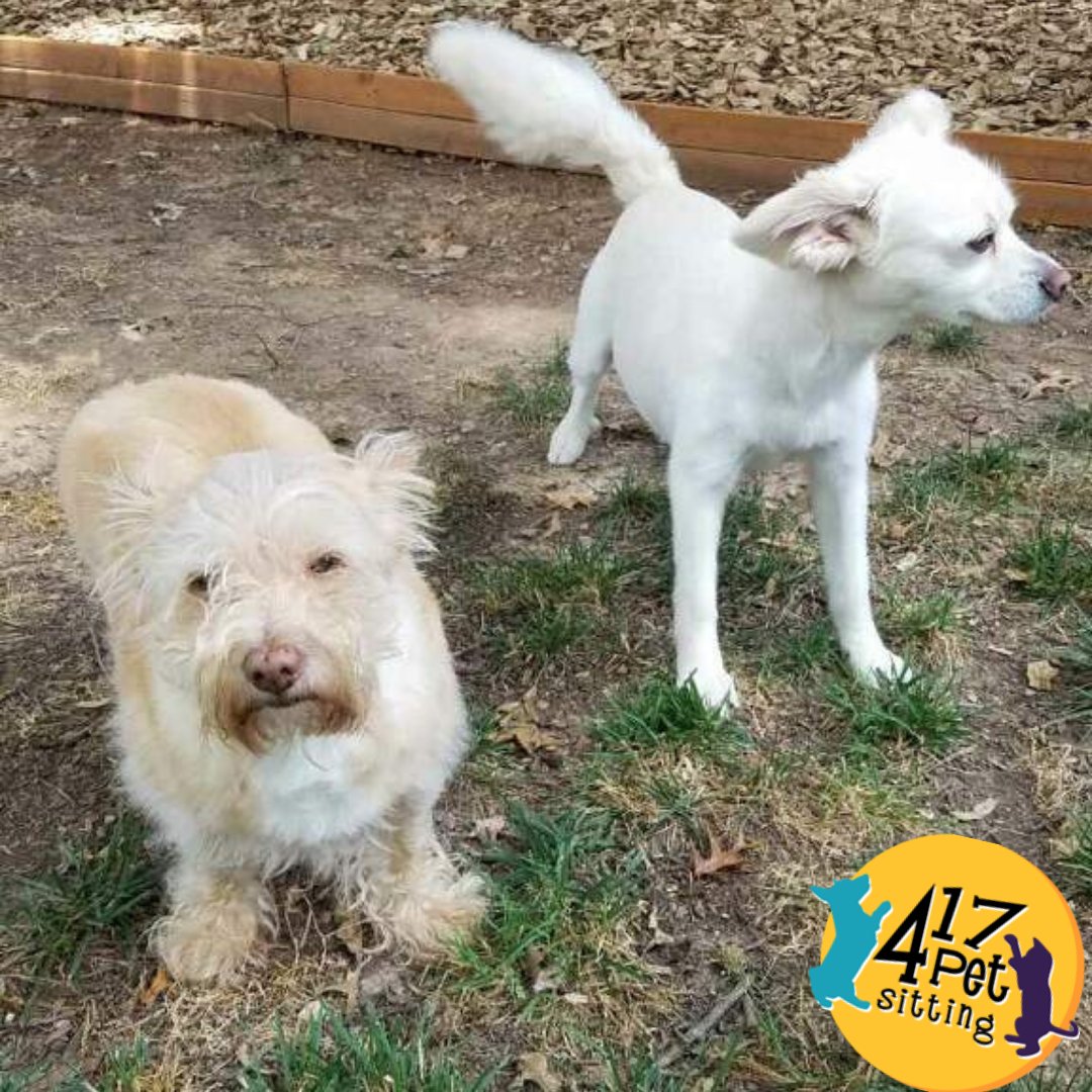 417PetSitting's tweet photo. Canine Defense System: Guaranteed to alert you to any rustling leaves, marauding squirrels, or people blowing their nose five blocks away.
.
.
 #417petsitting #dogsrule #puppykisses #puppylove #dogsworld #furkids #417dogs #dogsof417 #petsitting #petsitter #petsitterslife https://t.co/ndUAl6uy6M