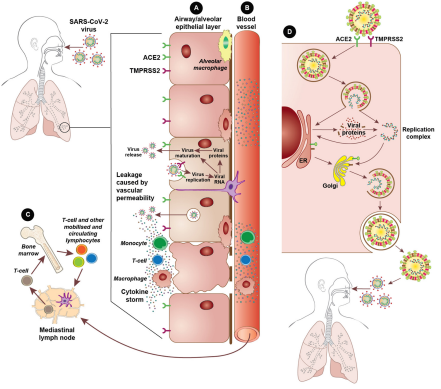 BMJMedicine's tweet photo. 🆕 New review on #COVID: virology, variants and vaccines by Megan Young, Harry Crook, Janet Scott and Paul Edison from @ImperialMed 
➡️ Read it now! https://t.co/hYrCQYVvNr

#BMJMedicine #MedTwitter https://t.co/aGA0DsX38K