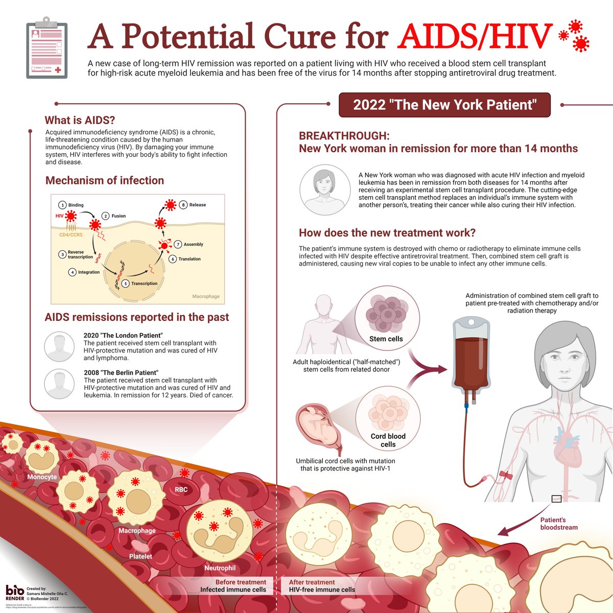 Is there now a cure for AIDS/HIV?📋 Learn about the science behind this experimental treatment in this beautiful, fully-editable infographic! blog.biorender.com/post/a-potenti…