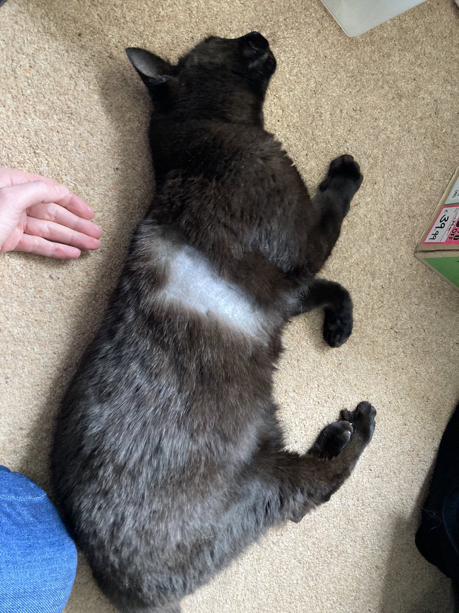 Someone is feeling a bit sorry for himself after a morning at the vets.
He’s got a type of heart disease, but nothing to worry about right now, just close monitoring (I have to record his heart rate once a week 🤦‍♀️) and another scan in 6 months #CatsOfTwitter